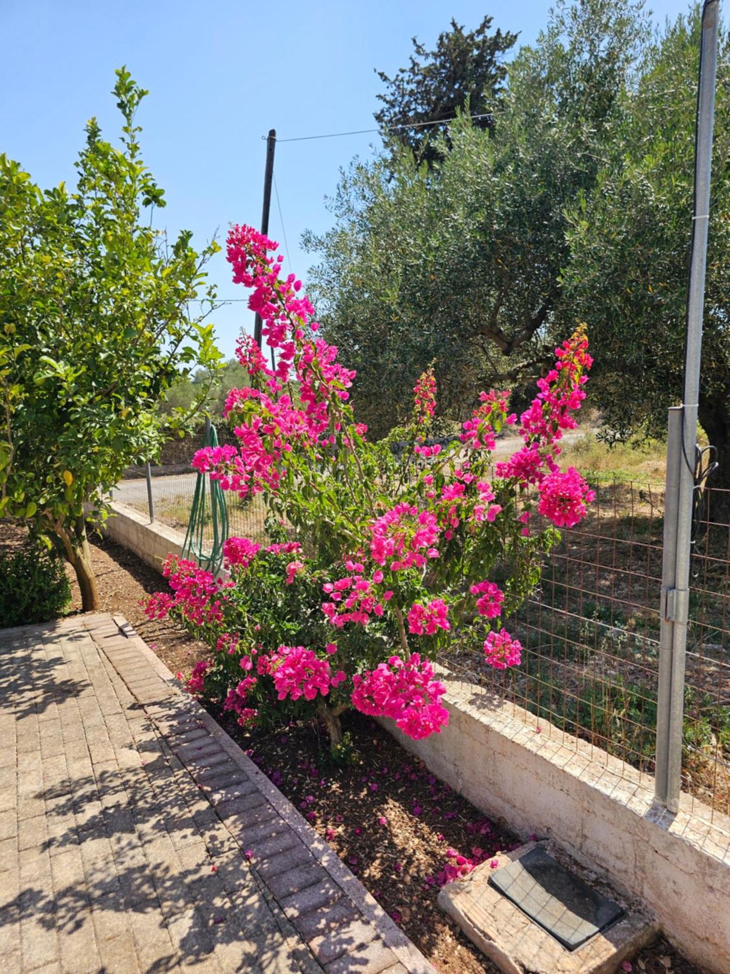 Antipata  Natura Studios מראה חיצוני תמונה